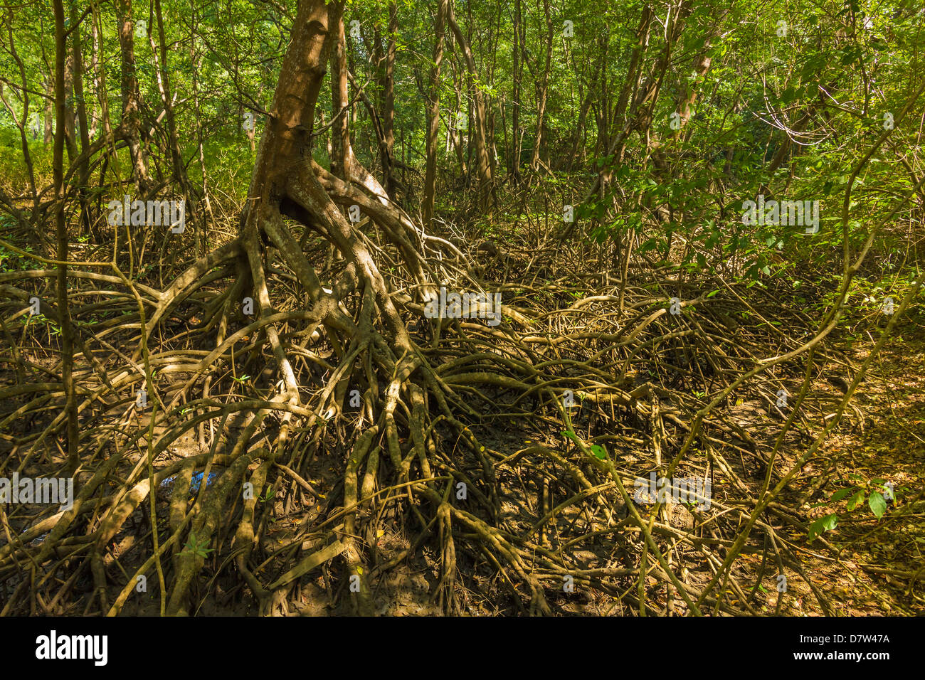 Forêt de mangroves dans la réserve biologique près de l'embouchure de la rivière de Nosara, Costa Rica, Péninsule de Nicoya, Province de Guanacaste, Costa Rica Banque D'Images