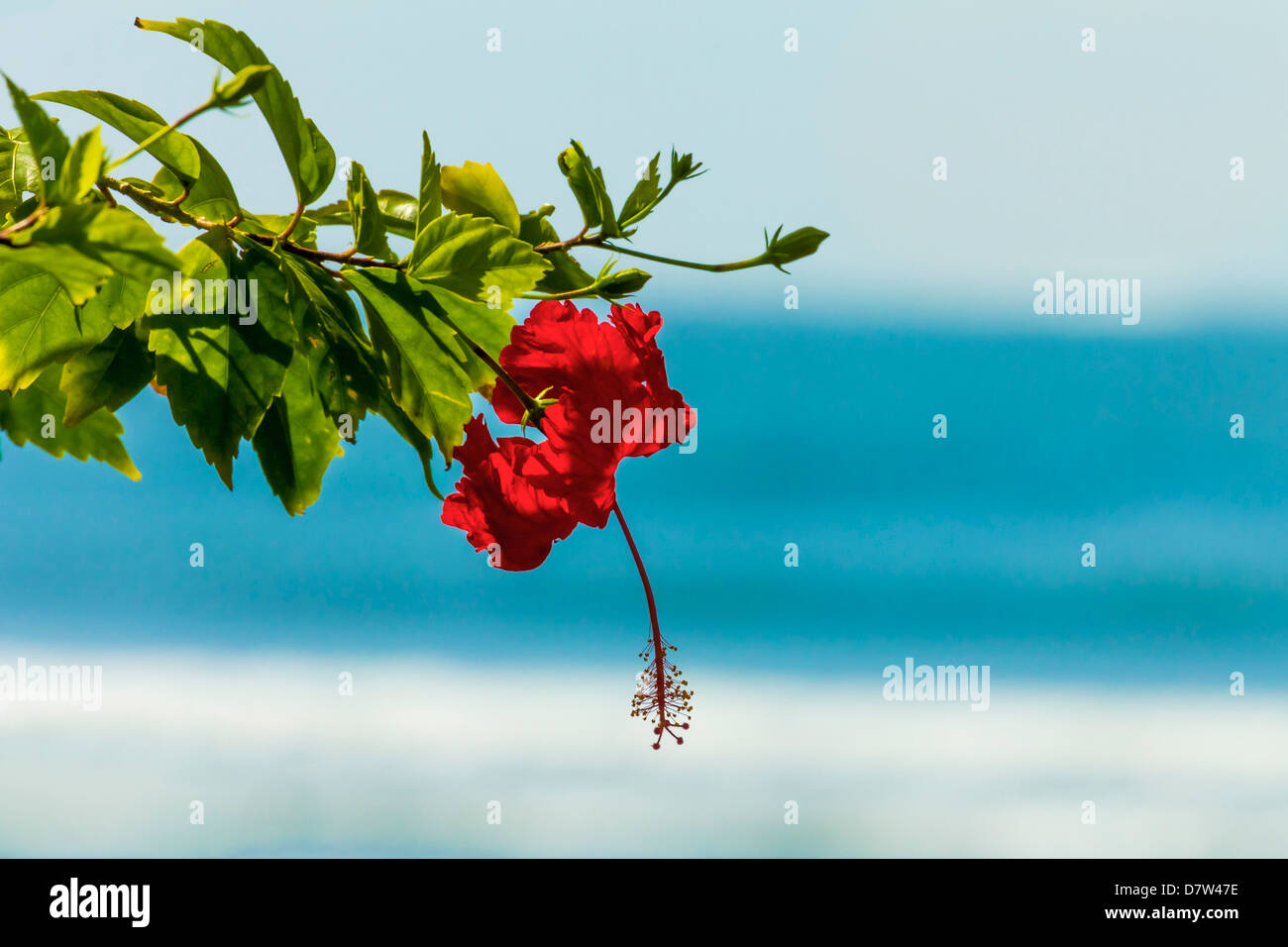 Fleur d'Hibiscus à la populaire Playa Guiones beach, Nosara, Péninsule de Nicoya, Province de Guanacaste, Costa Rica Banque D'Images