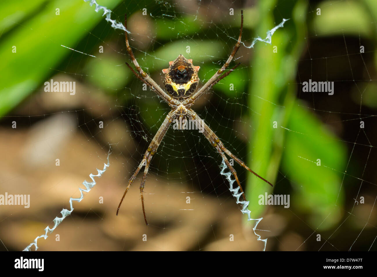 Le jaune et noir jardin araignée Argiope (Aurentia) avec zigzag normal sur stabilimentia Nozara ; web, Province de Guanacaste, Costa Rica Banque D'Images