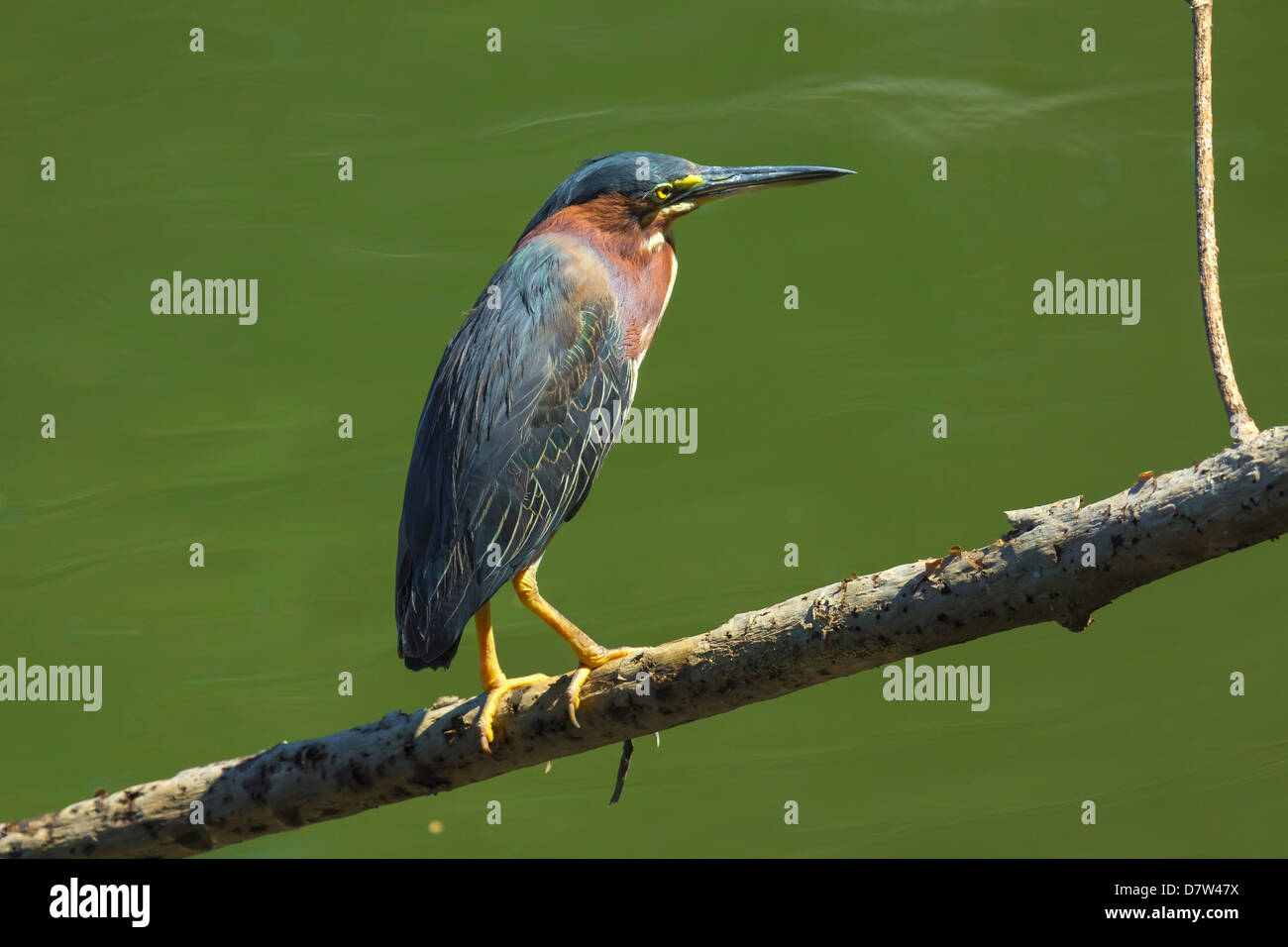 Le héron vert (Butorides virescens) par la rivière Nosara à la Réserve Biologique, Nosara, Province de Guanacaste, Costa Rica Banque D'Images