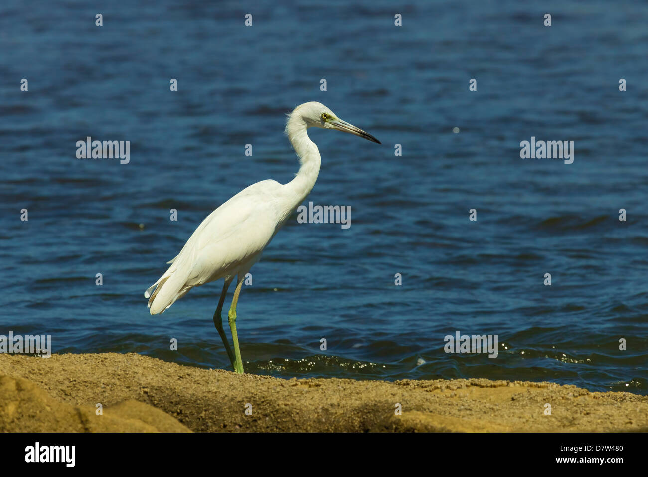 Aigrette neigeuse (Egretta thula) par l'embouchure de la rivière Nosara près de la Réserve Biologique, Nosara, Province de Guanacaste, Costa Rica Banque D'Images