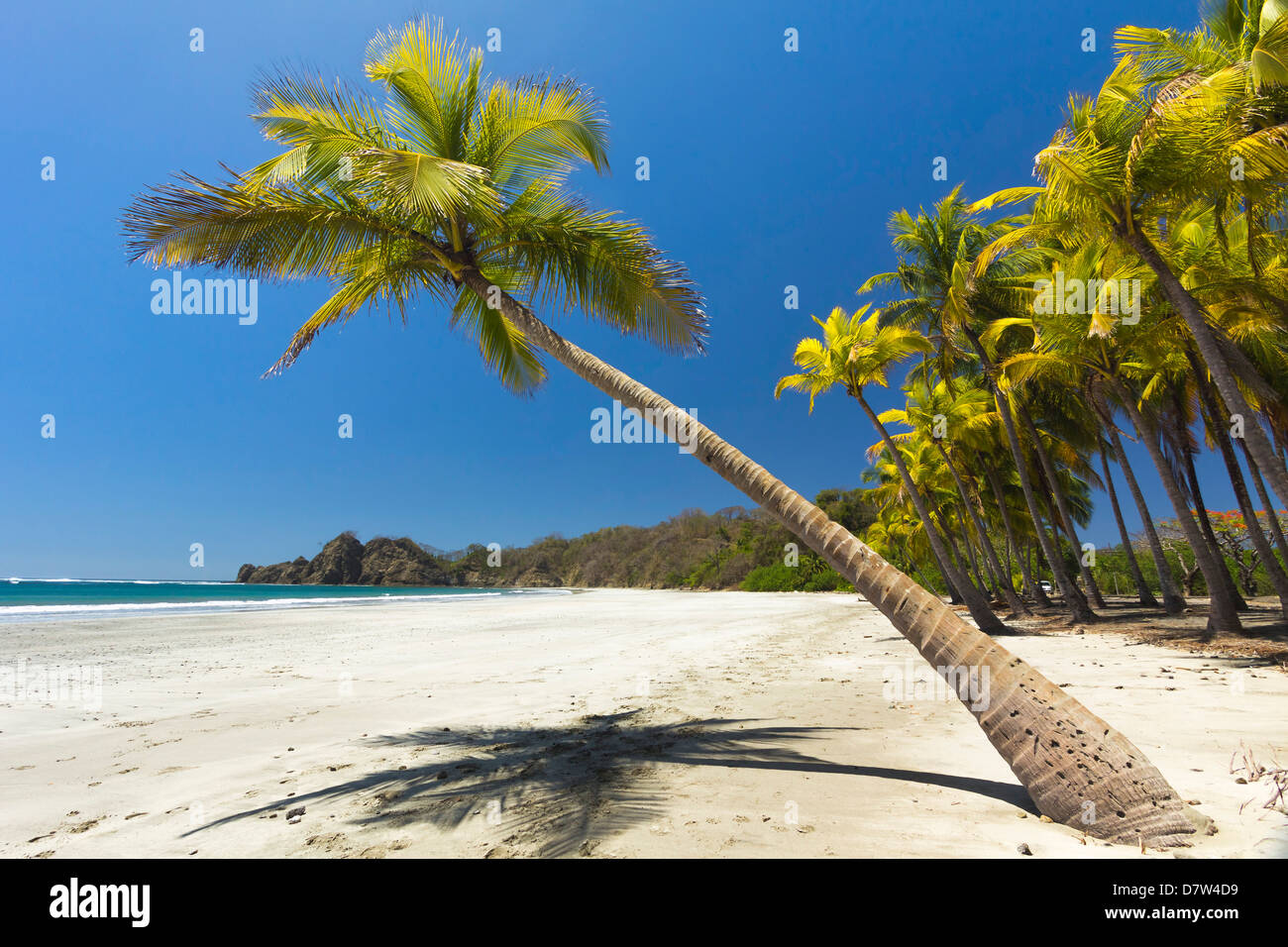 Belle plage de sable blanc, bordées de palmiers Playa Carrillo, Carrillo, nr Samara, Province de Guanacaste, Péninsule de Nicoya, Costa Rica Banque D'Images