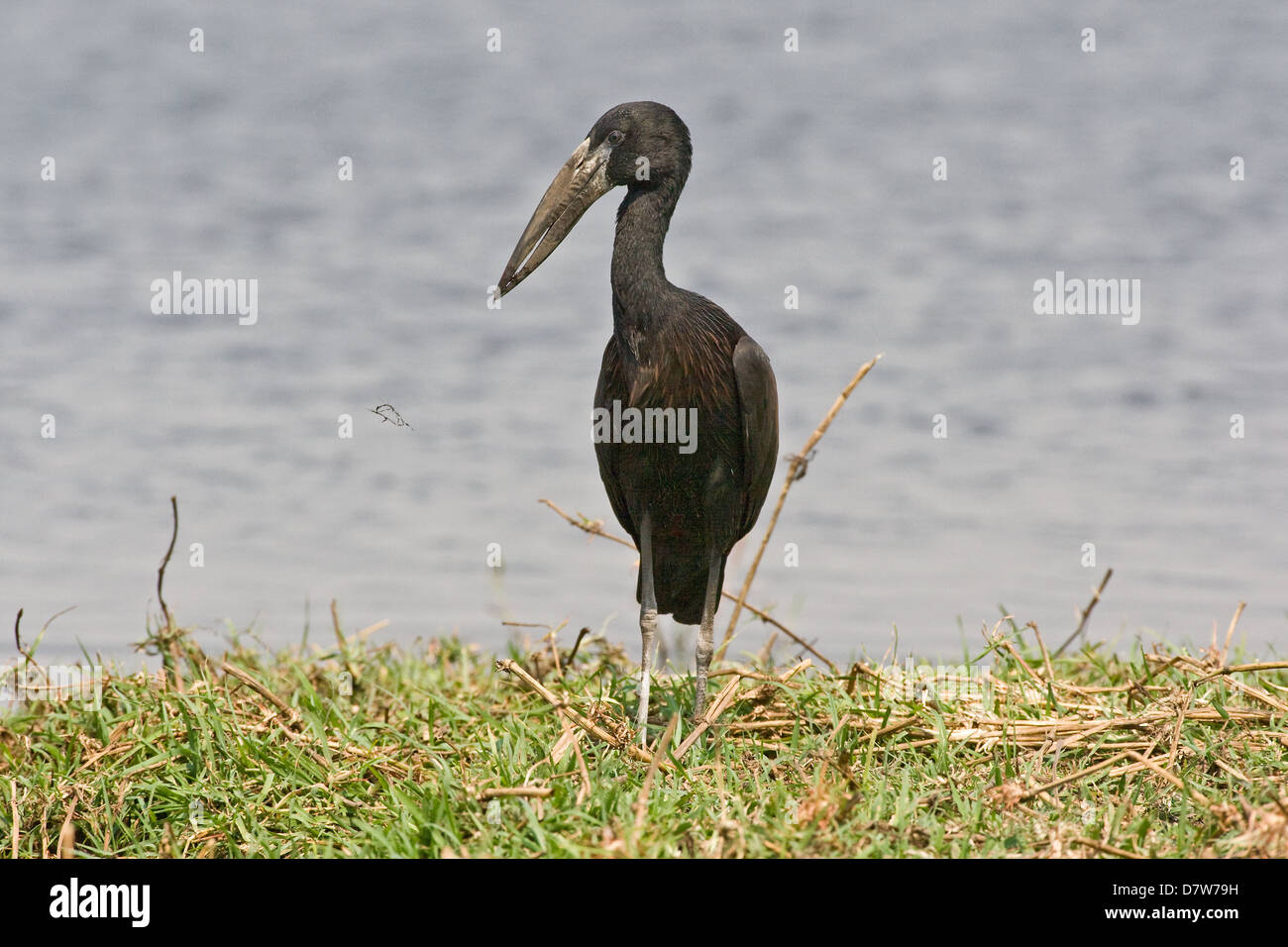 African openbill stork Banque D'Images