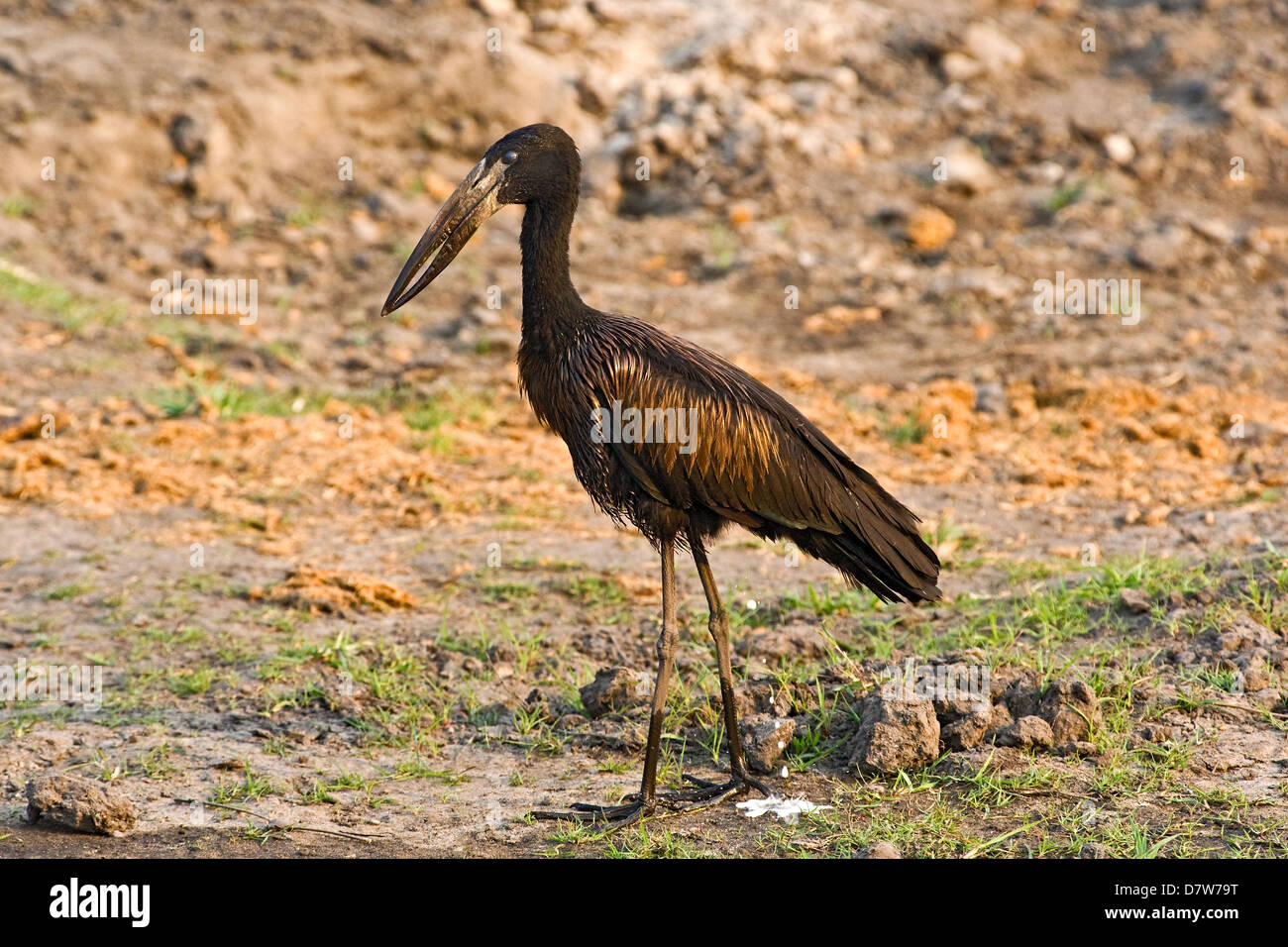 African openbill stork Banque D'Images