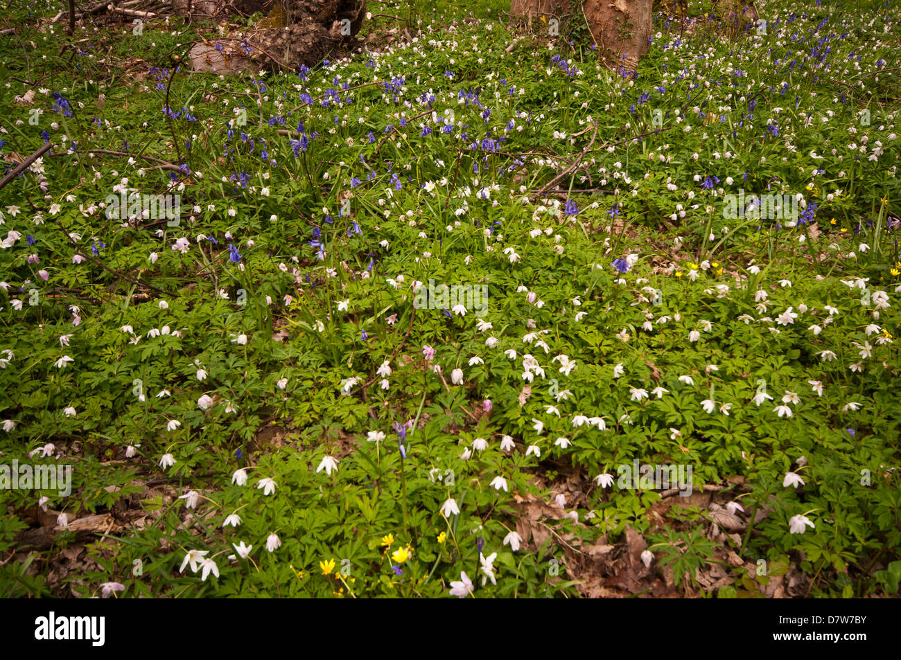 Fleurs de Printemps forestiers UK Banque D'Images