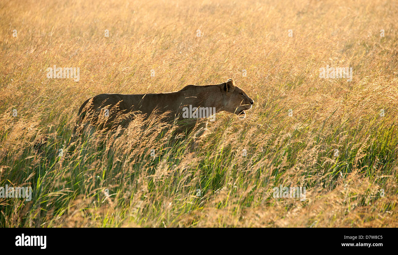 Harcèlement criminel Lion animal dans l'herbe haute dans Antelope Park, Zimbabwe. Banque D'Images