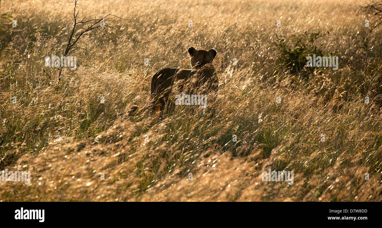 Harcèlement criminel Lion animal dans l'herbe haute dans Antelope Park, Zimbabwe. Banque D'Images