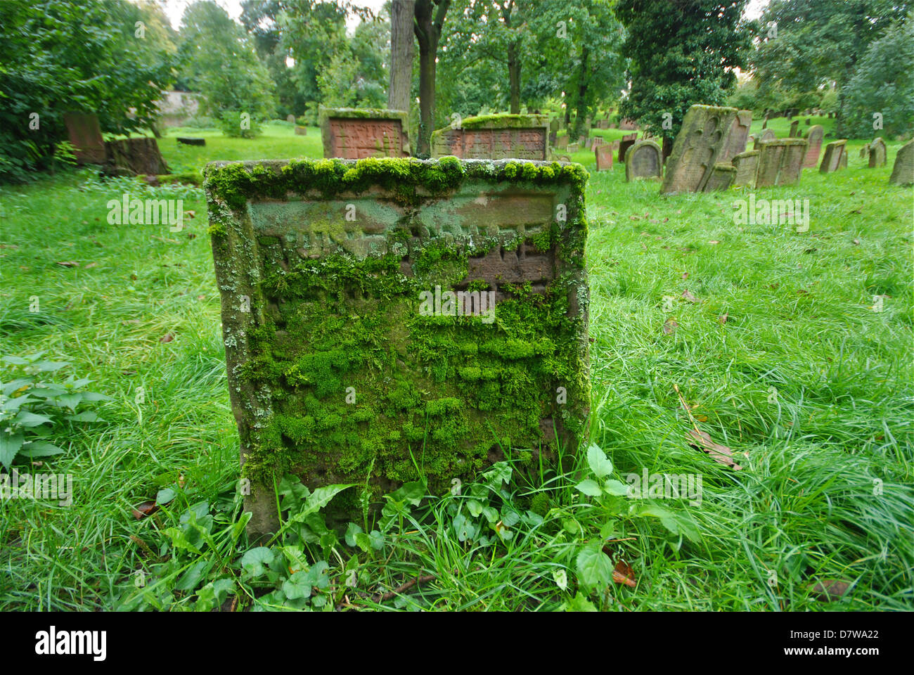 L'écriture Hébraïque moussus sur une tombe dans un vieux cimetière juif envahi Banque D'Images