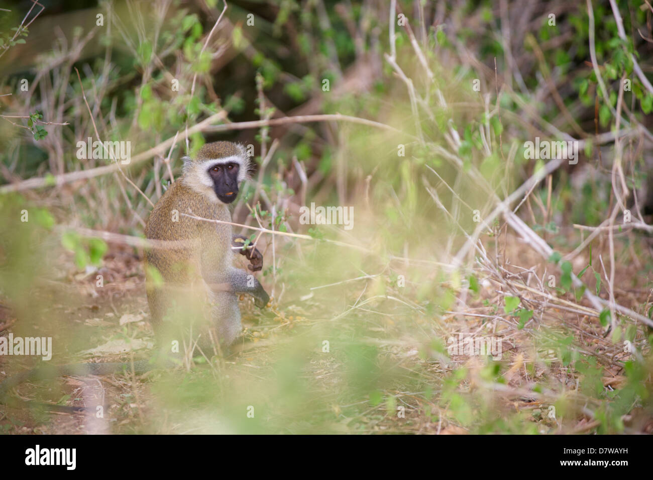 Un singe (Chlorocebus pygerythrus), le Parc National de Meru, au Kenya Banque D'Images