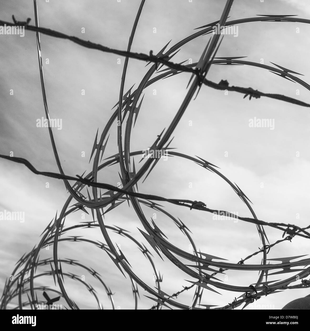 Un b&w de barbelés Banque D'Images