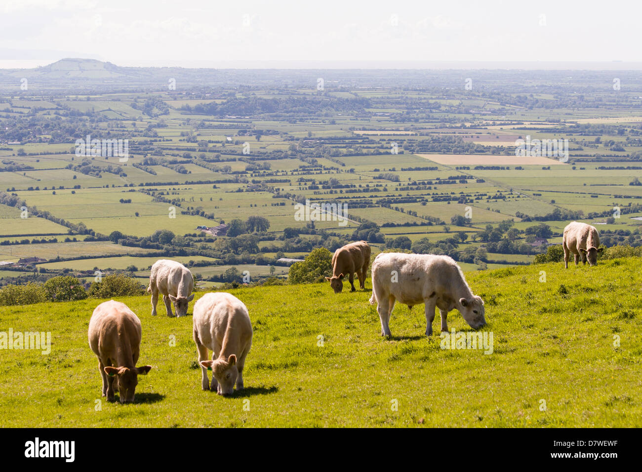 Le bétail en pâturage sur les collines de Mendip avec Somerset Levels en arrière-plan Banque D'Images