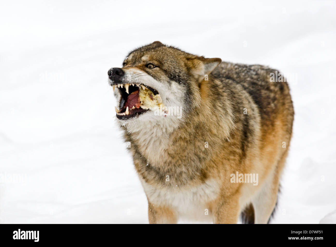 Greywolf Banque D'Images