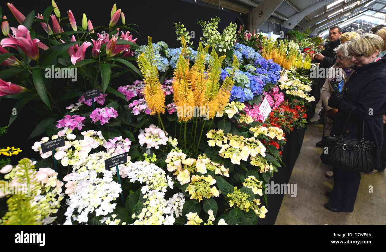 Les personnes à la recherche d'affichage à un mixte de fleurs de printemps Le printemps Flower Show Yorkshire Harrogate Banque D'Images