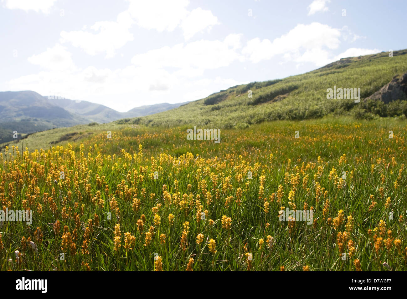 Bog Asphodel, prairie humide Banque D'Images