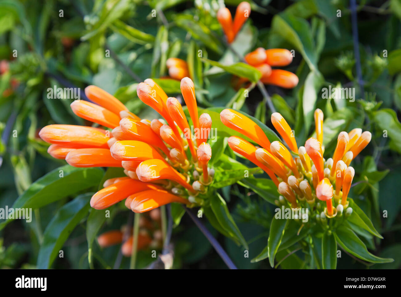 Orange honeysuckle à Maymyo Botanic Gardens, le Myanmar 2 Banque D'Images