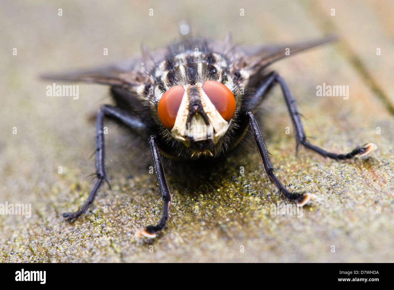 Sarcophaga carnaria mouche à viande - Banque D'Images