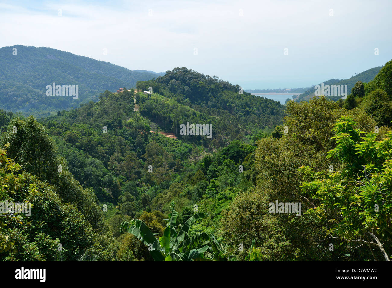 La végétation tropicale de l'Asie Malaisie Penang Banque D'Images
