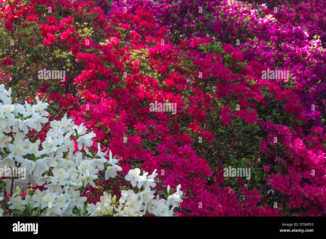 Plusieurs Arbustes Azalea colorés Banque D'Images