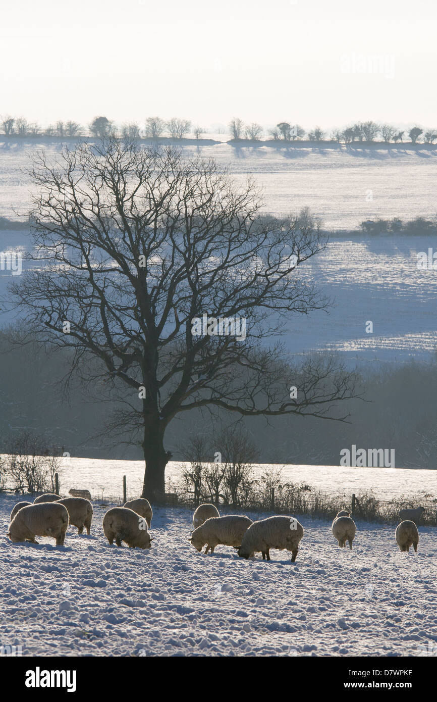 Les moutons dans la neige Banque D'Images