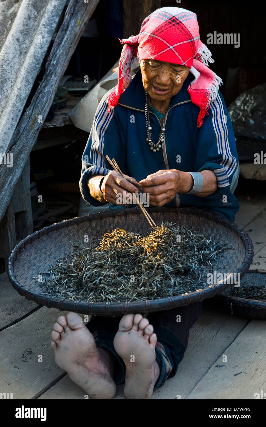 Femme Akha le tri des feuilles de thé séchées, Baja village Akha Banque D'Images