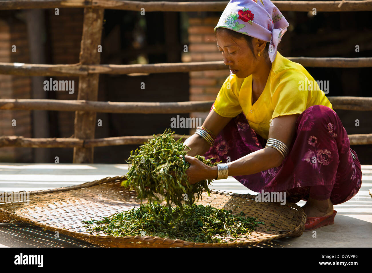 Femme Bulang pose pour sécher les feuilles de thé, à Laomange Banque D'Images