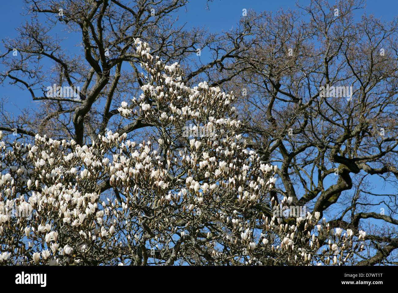 Floraison blanche Magnolia denudata contre les arbres à feuilles caduques à l'hiver et fond de ciel bleu, au début du printemps. Banque D'Images