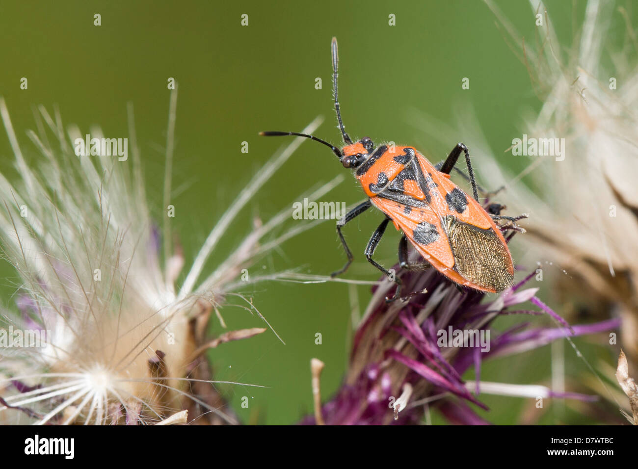 Rhopalidae Banque D'Images