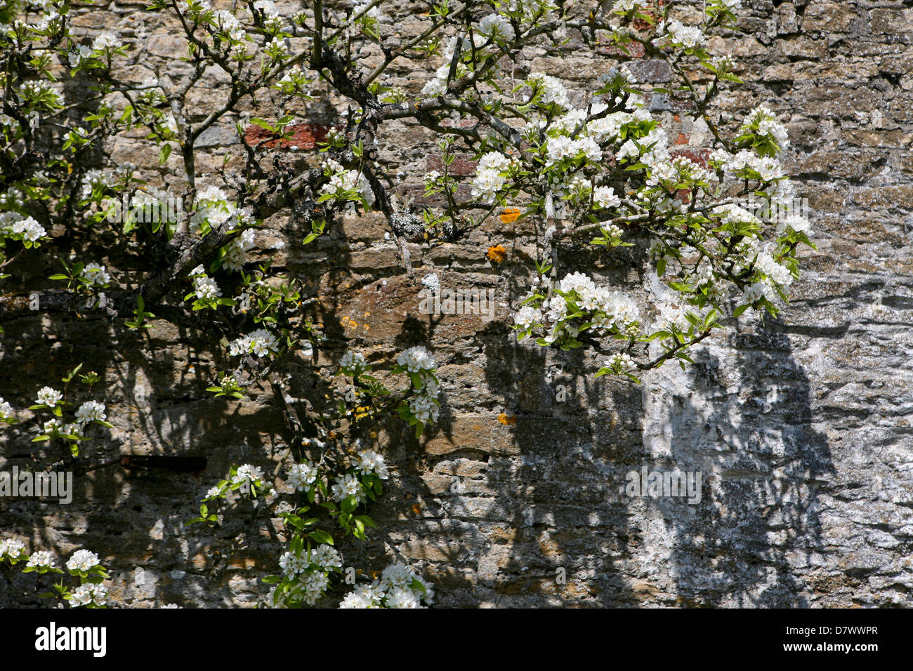 Malus domestica - fleur blanche sur les branches d'un pommier mûr formé au mur, contre un vieux mur de pierre et de brique Banque D'Images