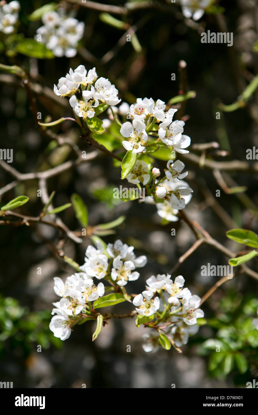Malus domestica - pommier à formation murale, fleur blanche au printemps Banque D'Images
