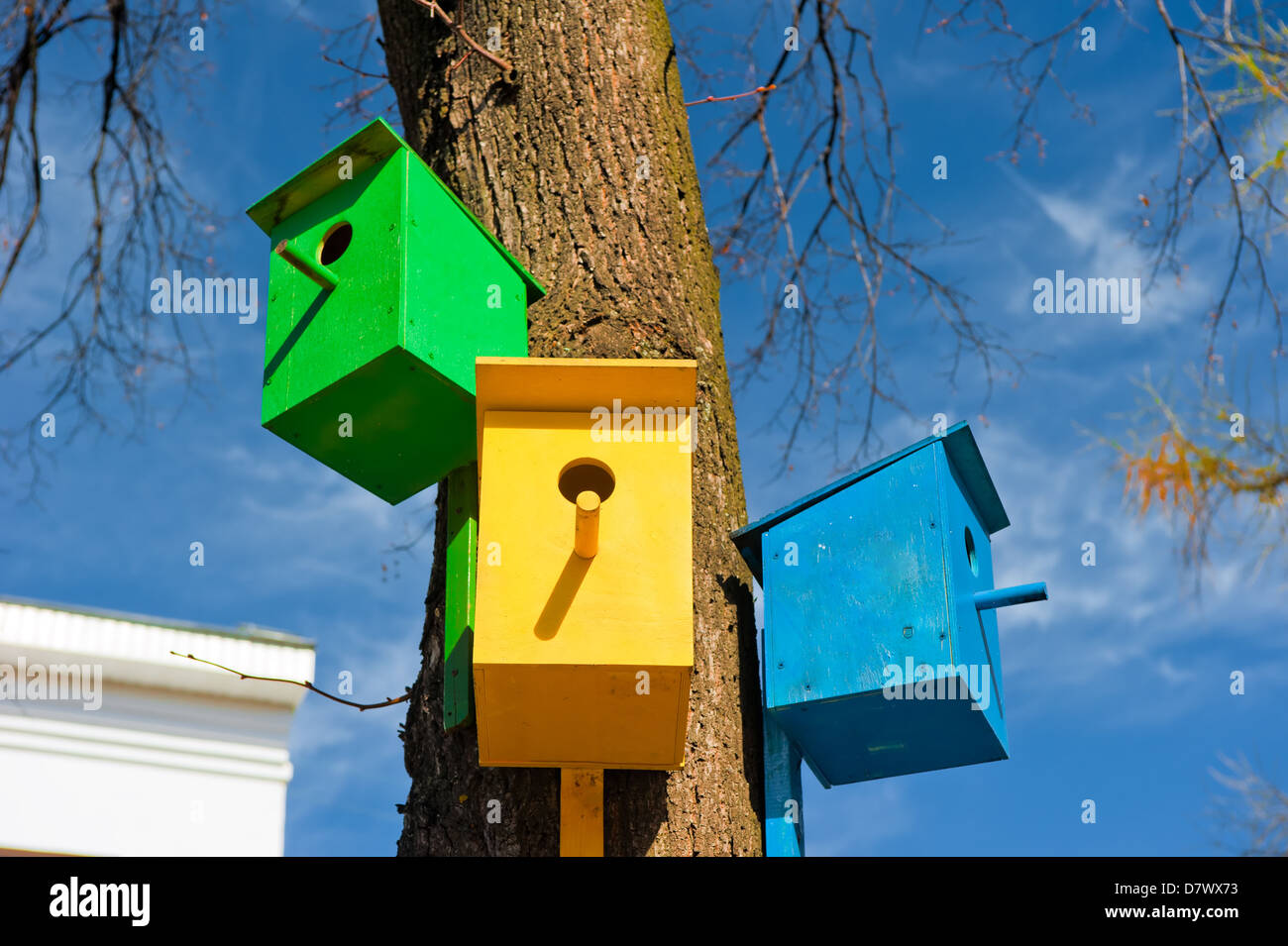 Trois oiseaux colorés attachés à un arbre contre le ciel Banque D'Images