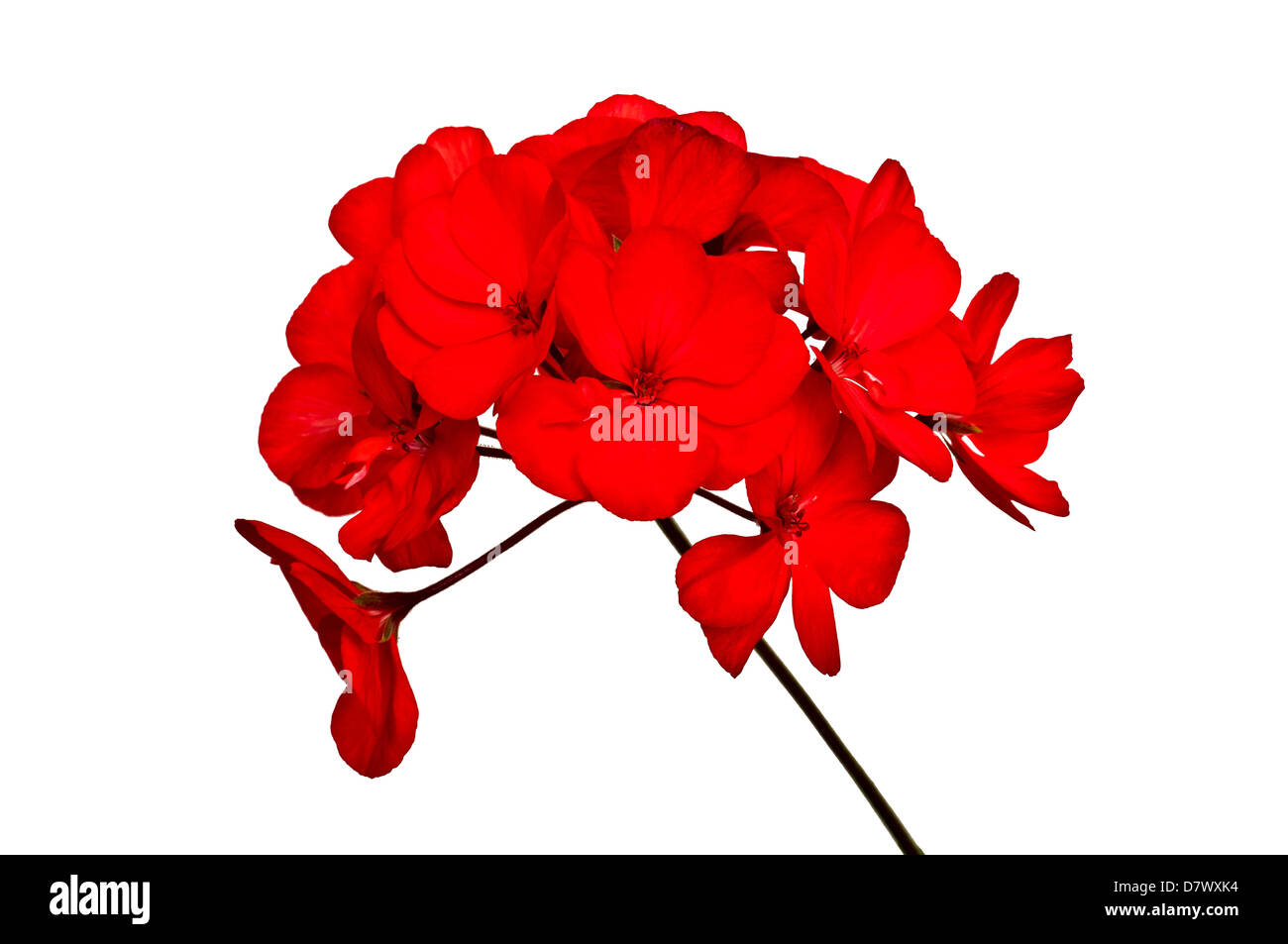 Bouquet de fleurs de géraniums rouges, isolé sur fond blanc Banque D'Images