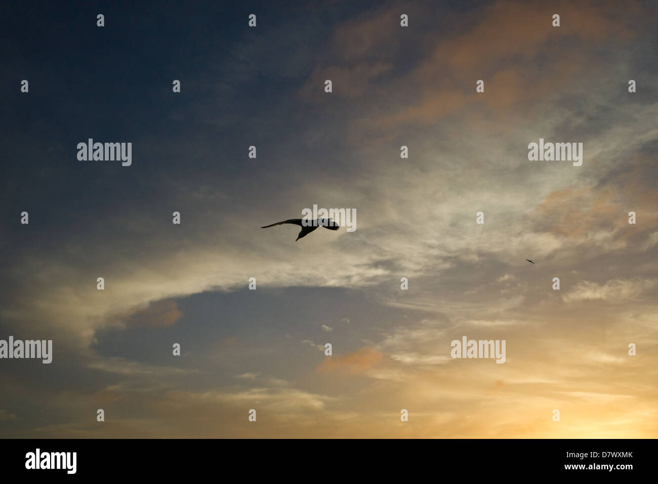 Une silhouette d'une mouette en vol au coucher du soleil Banque D'Images