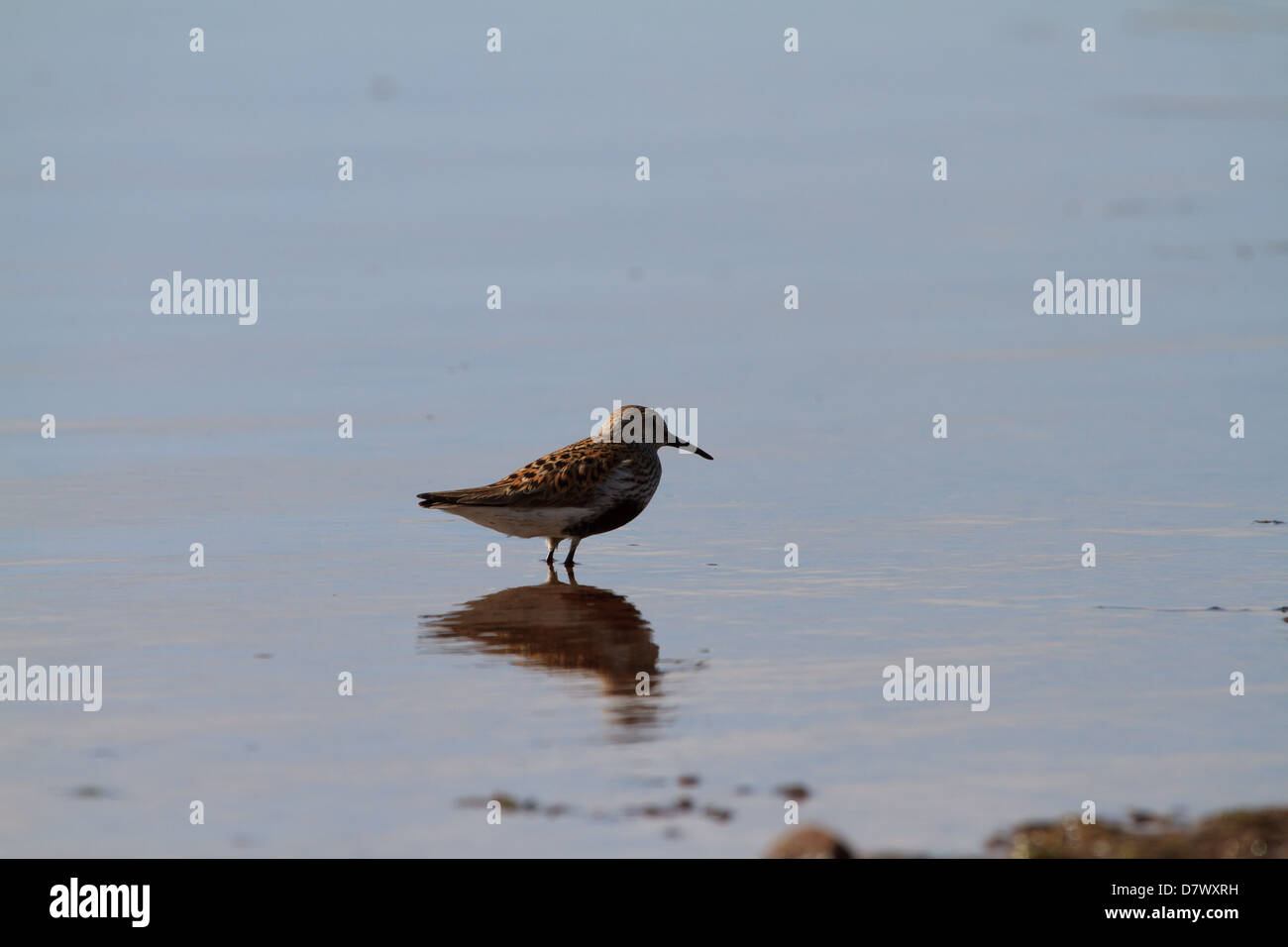 Un Bécasseau variable (Calidris alpina) plumage en été se tient dans l'eau, l'alimentation sur le bord de la mer Banque D'Images