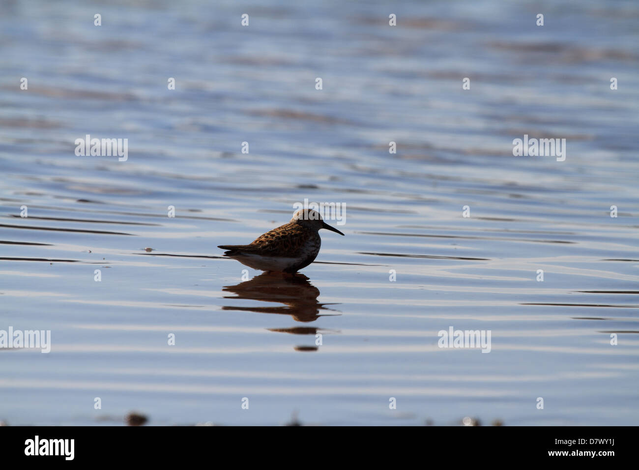 Un Bécasseau variable (Calidris alpina) plumage en été se tient dans la mer profonde du ventre Banque D'Images