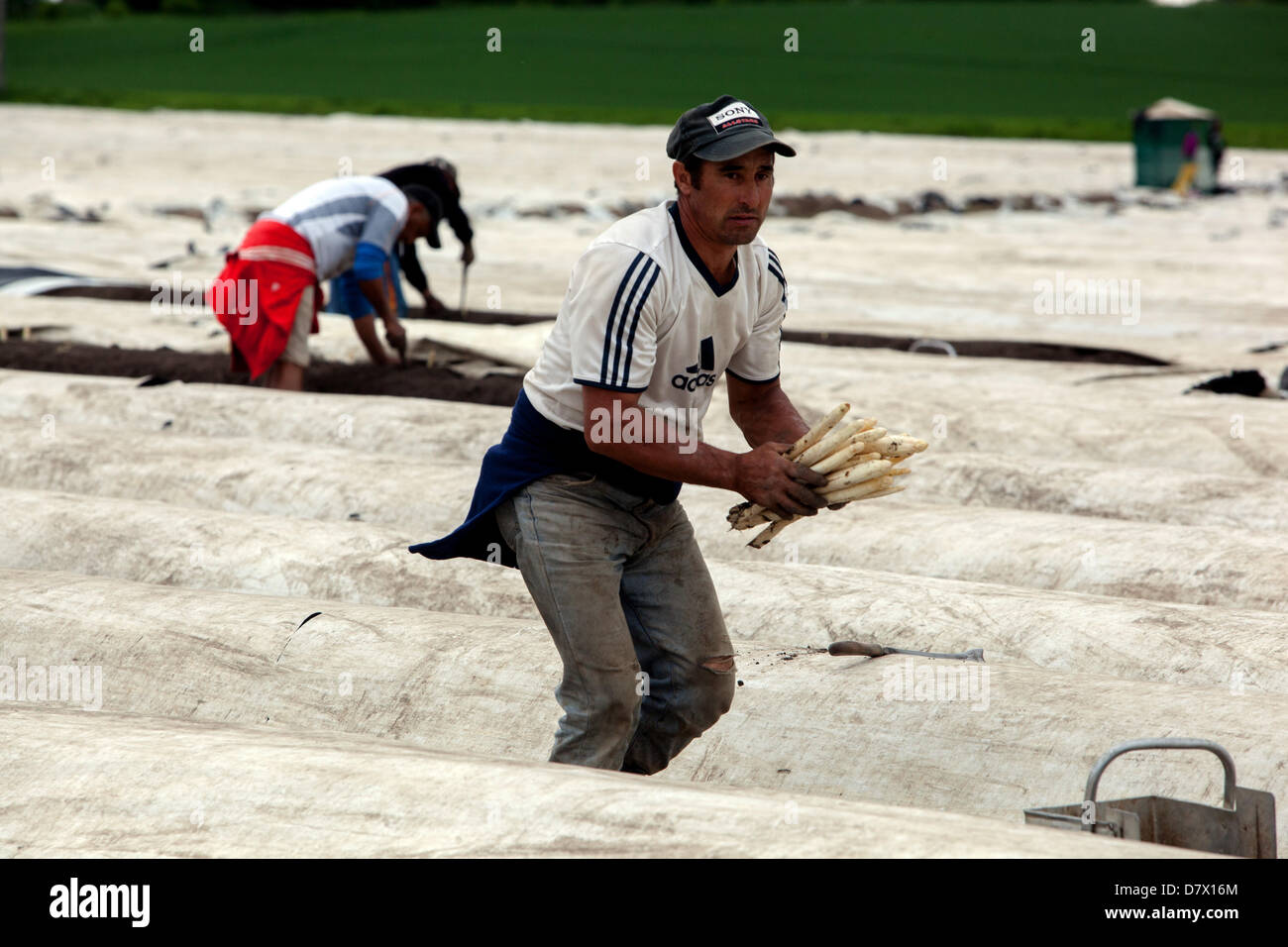Travailleurs saisonniers, personnes de Roumanie et de Bulgarie récoltant et cueillant des asperges, champs en Bohême centrale, République tchèque Banque D'Images