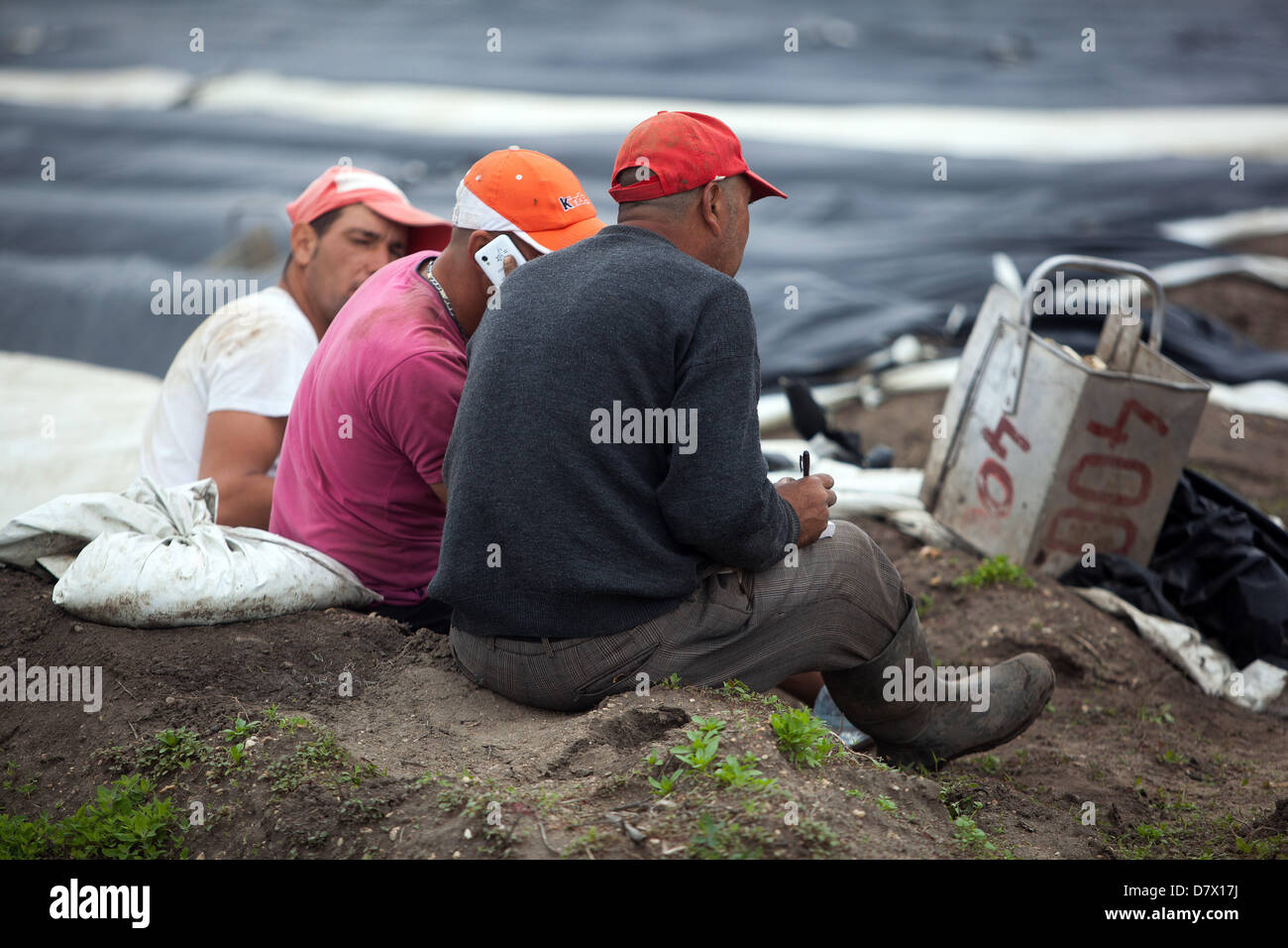 Travailleurs saisonniers, personnes de Roumanie et de Bulgarie récoltant et cueillant des asperges, République tchèque Banque D'Images