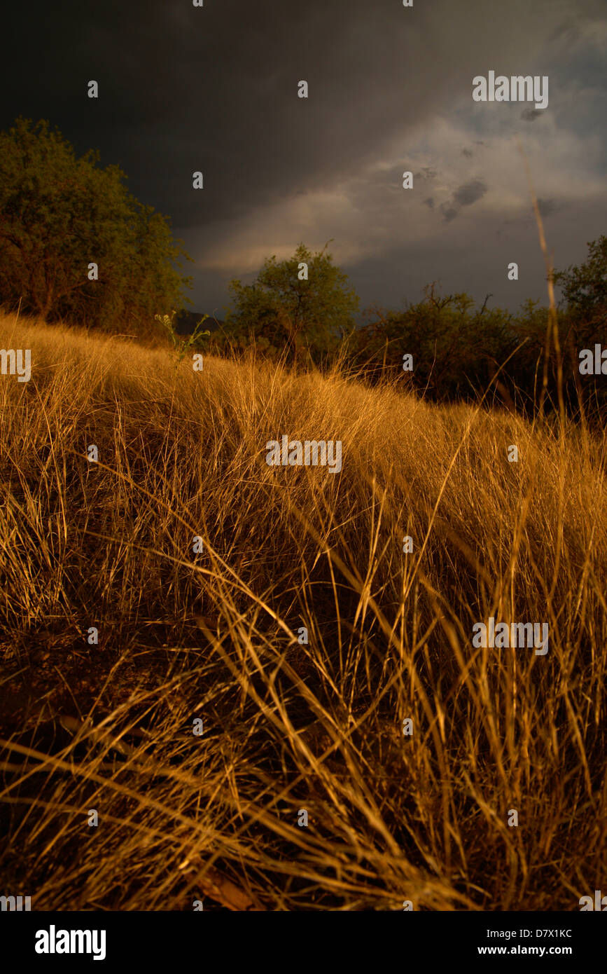 Les prairies et les mesquites sur le côté est, Tucson, Arizona, désert de Sonora, USA. Banque D'Images