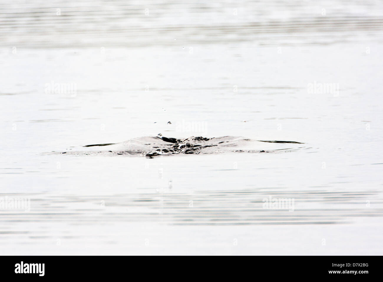 Canard plongée crée les ondes à la surface d'un lac de la toundra dans la section ouest de Denali National Park, Alaska, USA Banque D'Images
