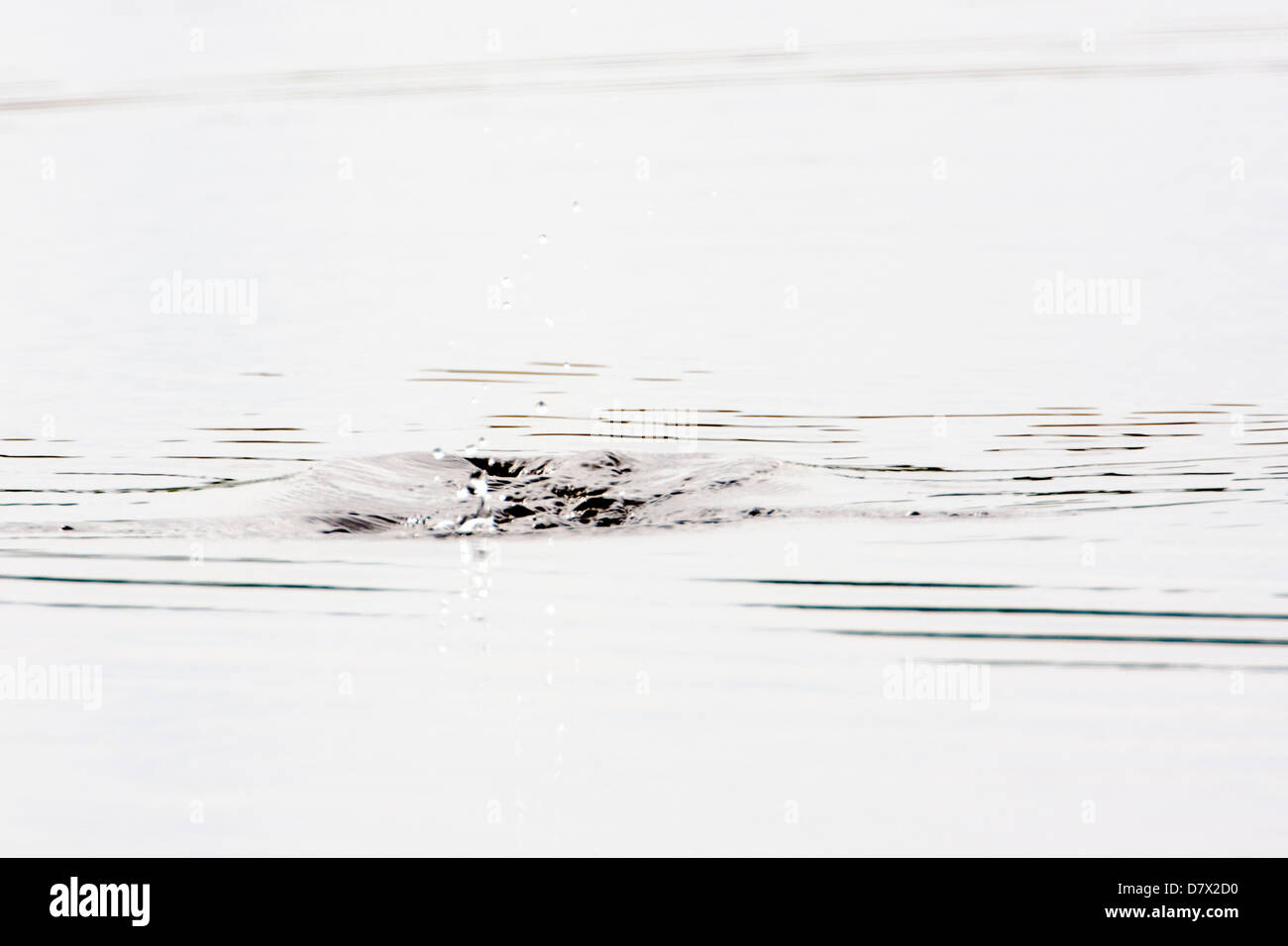 Canard plongée crée les ondes à la surface d'un lac de la toundra dans la section ouest de Denali National Park, Alaska, USA Banque D'Images