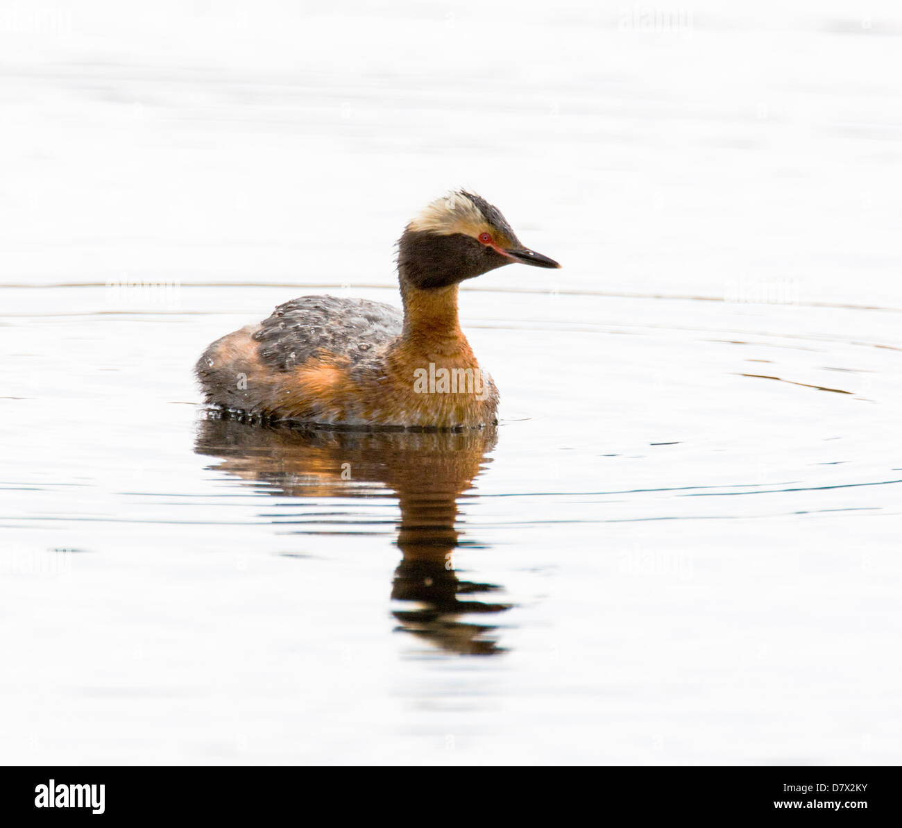 Grèbe esclavon Grèbe jougris Podiceps, Slavonie, azurites, sur un lac de la toundra dans la section ouest de Denali National Park, Alaska, USA Banque D'Images