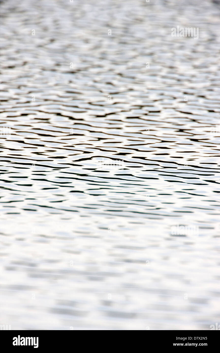 Canard plongée crée les ondes à la surface d'un lac de la toundra dans la section ouest de Denali National Park, Alaska, USA Banque D'Images