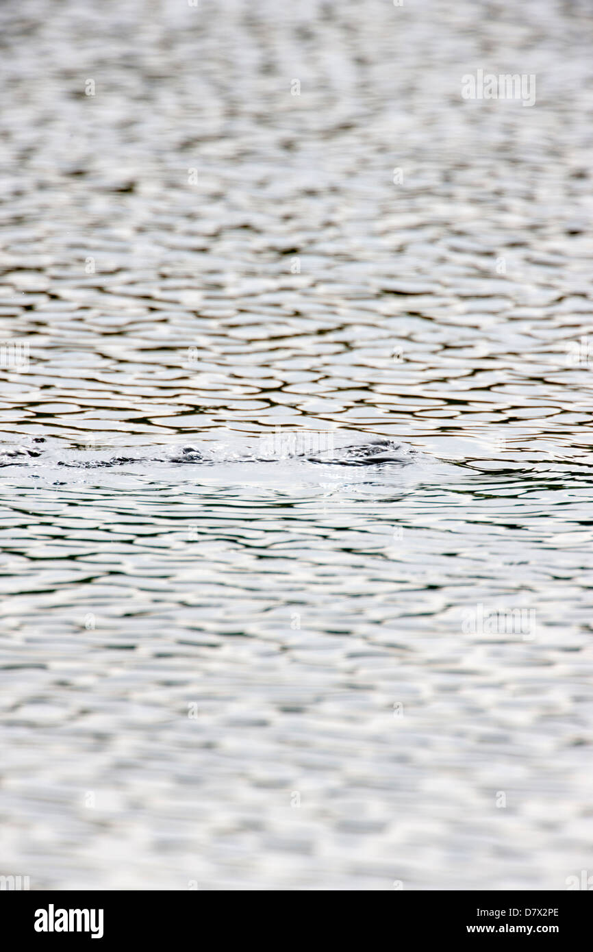 Canard plongée crée les ondes à la surface d'un lac de la toundra dans la section ouest de Denali National Park, Alaska, USA Banque D'Images