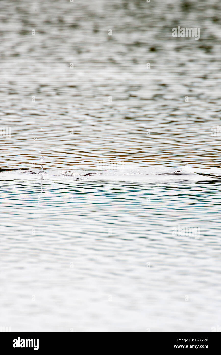 Canard plongée crée les ondes à la surface d'un lac de la toundra dans la section ouest de Denali National Park, Alaska, USA Banque D'Images