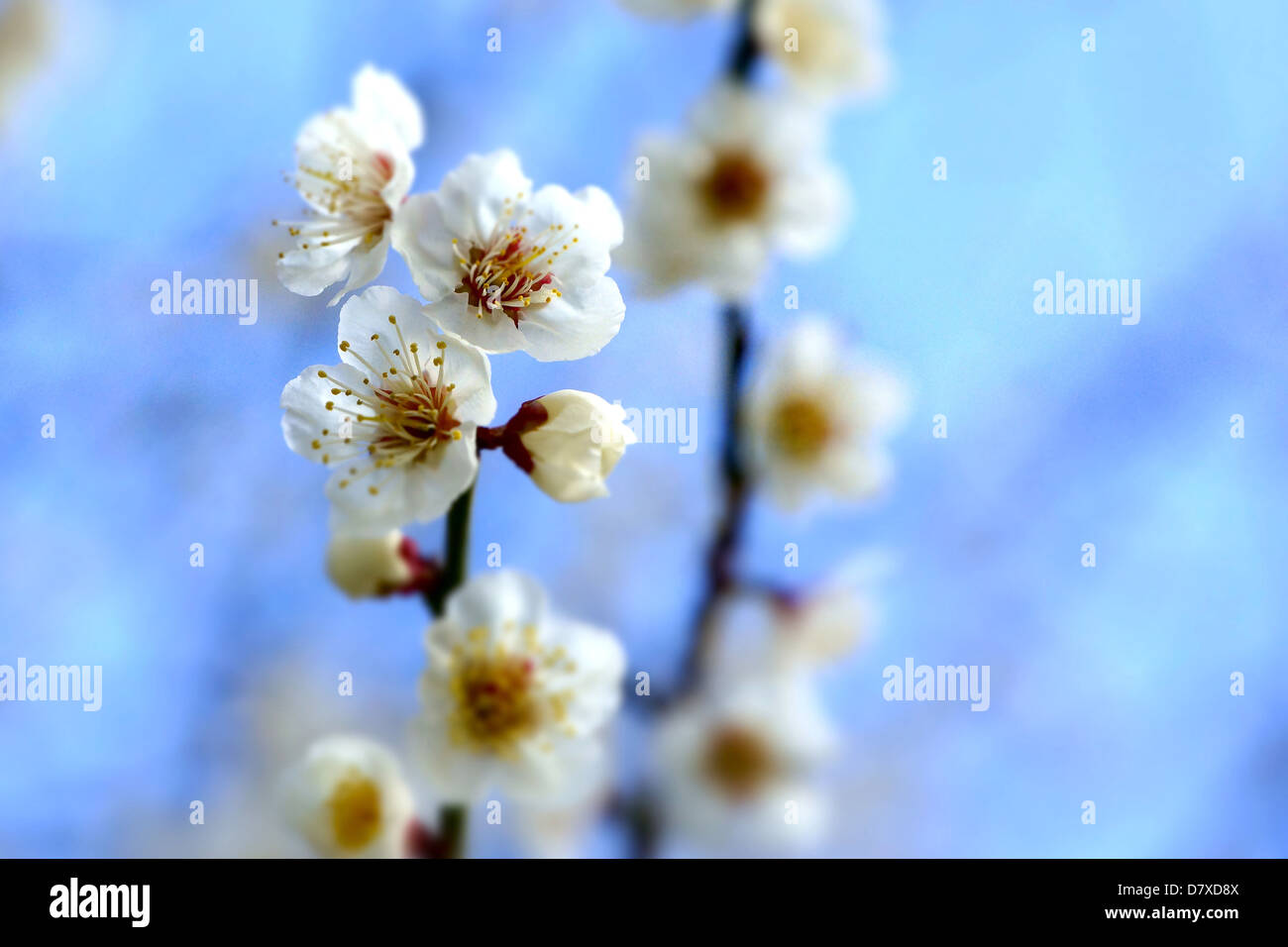 Fleurs de prunier blanc, préfecture d'Osaka Banque D'Images
