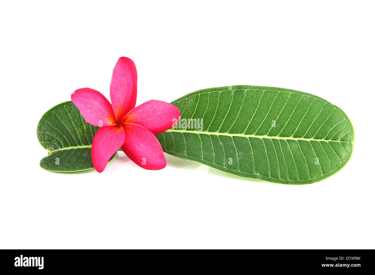 Fleurs roses et feuilles vertes sur fond blanc. Banque D'Images