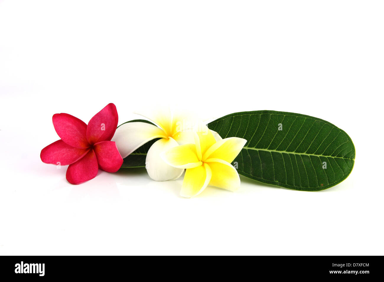 Jaune et Blanc,fleurs roses avec feuilles vertes sur fond blanc. Banque D'Images