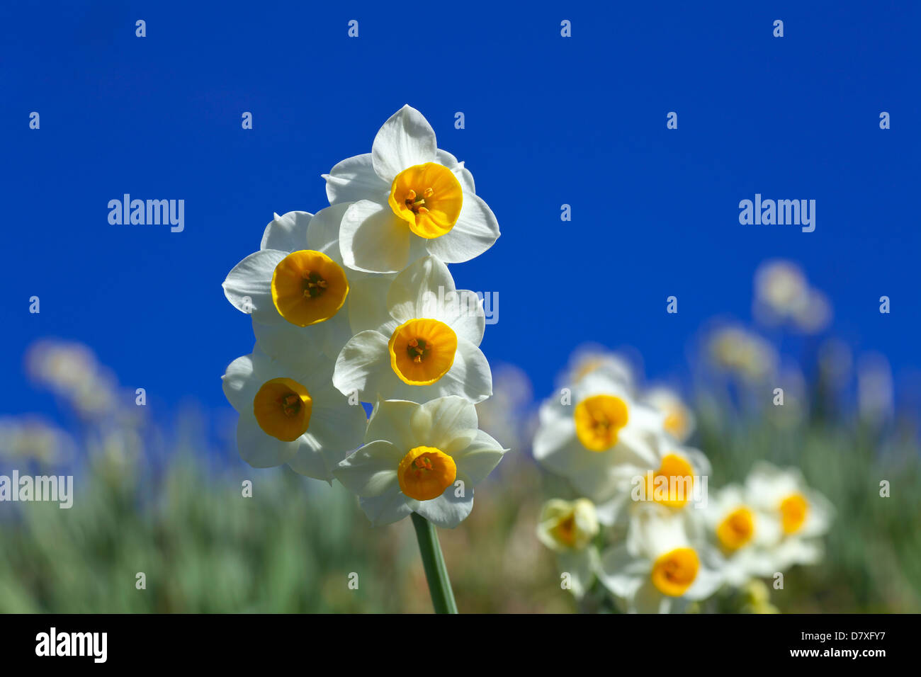 Narcisse fleurs et ciel bleu, préfecture de Chiba Photo Stock - Alamy