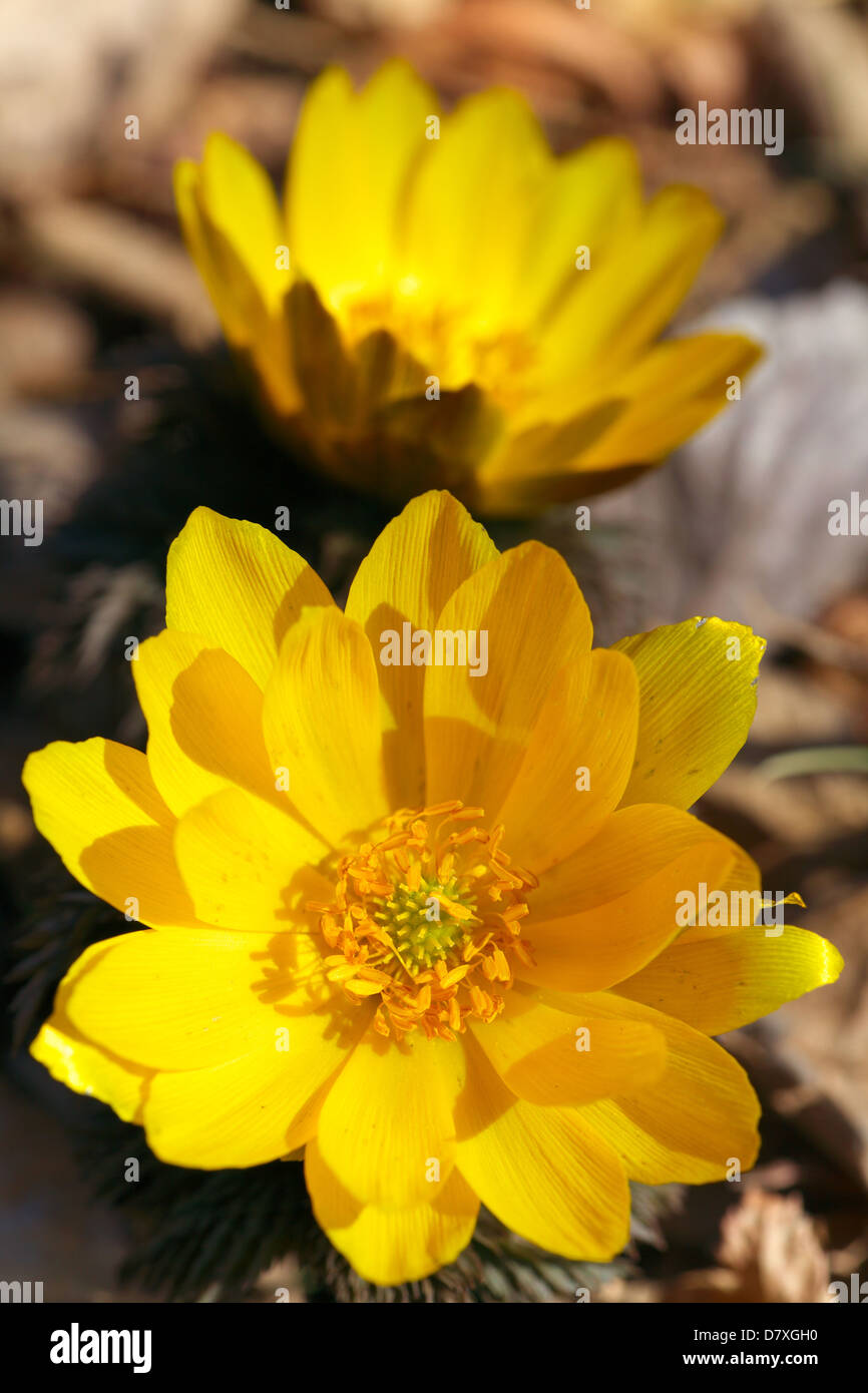 Adonis fleurs, Préfecture de Saitama Banque D'Images