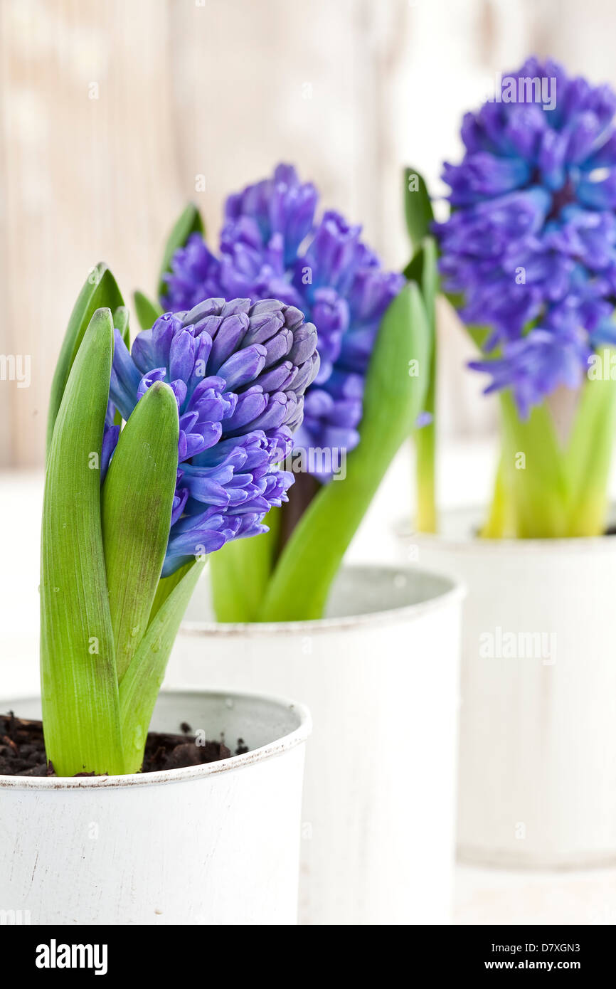 Portrait de bleu et violet fleurs jacinthes en pots blanc contre un fond de bois usés. Banque D'Images