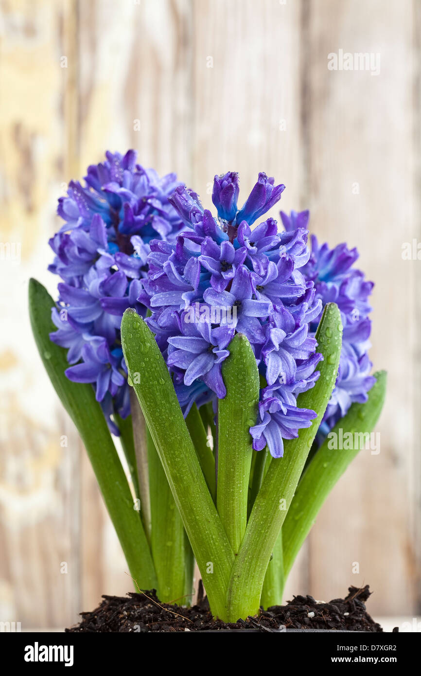 Portrait de bleu et violet fleurs jacinthes dans un pot blanc contre un fond de bois usés. Banque D'Images